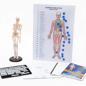 Touch Label and Learn Poster Human Skeleton Kit
