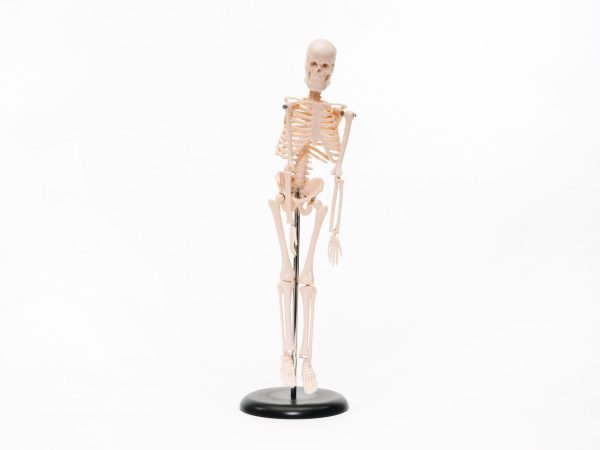 Touch Label and Learn Poster Human Skeleton Model