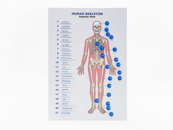 Touch Label and Learn Poster Human Skeleton Plastic Worksheet