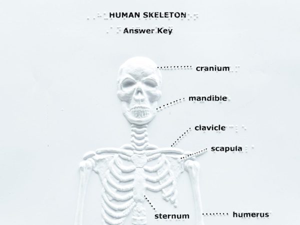 Touch Label and Learn Poster Human Skeleton Answer Key Braille Close Up