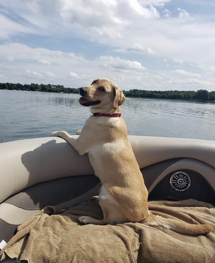 a photo of the Hadfield family dog, a yellow lab, smiling on a boat
