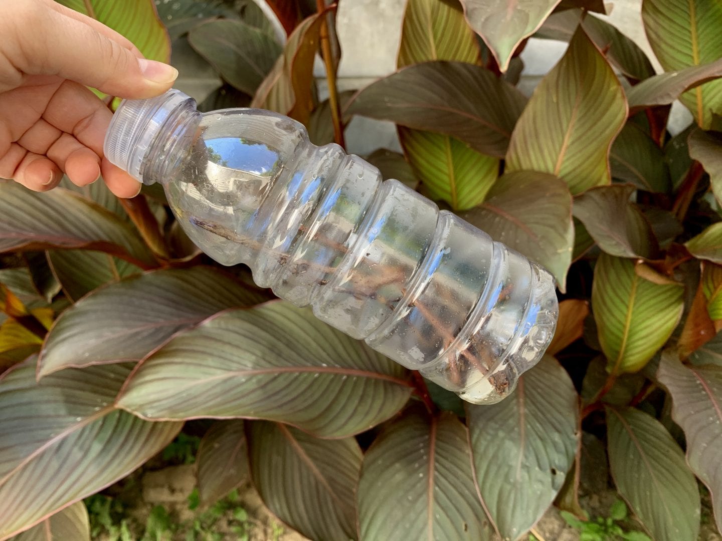 hand holding a plastic bottle with sticks and rocks inside in front of green plants