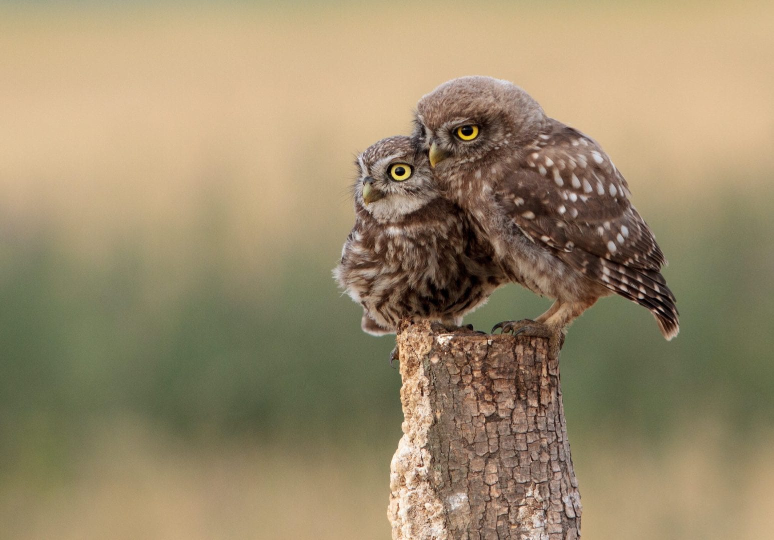 a parent owl and a baby owl standing together on a stump
