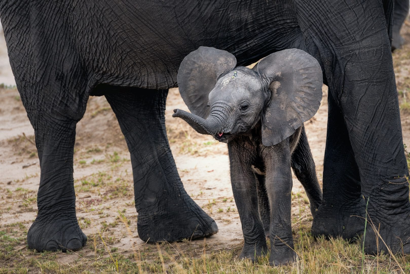 a baby elephant standing under the legs of it's parent
