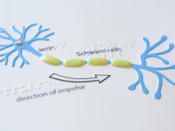 Tactile representation of a neuron and the direction of an electrical impulse. The axon and Schwann cells are shown in the diagram and labeled in braille.