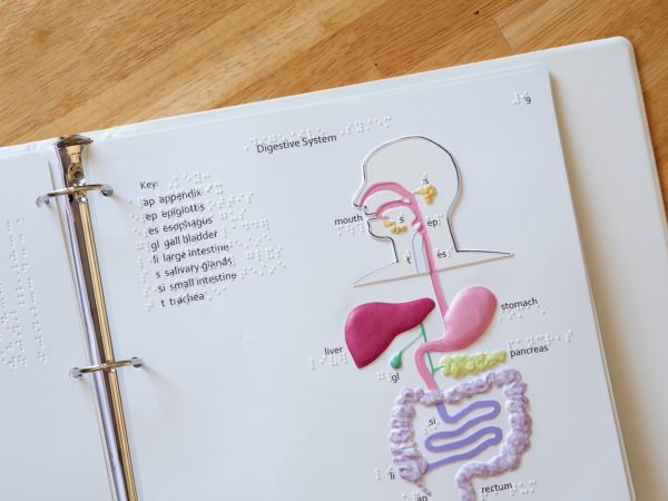 Tactile representation of the Digestive System showing where the appendix, epiglottis, esophagus, gall bladder, large intestine, salivary glands, small intestine, and trachea are located in the human body and labeled in braille.