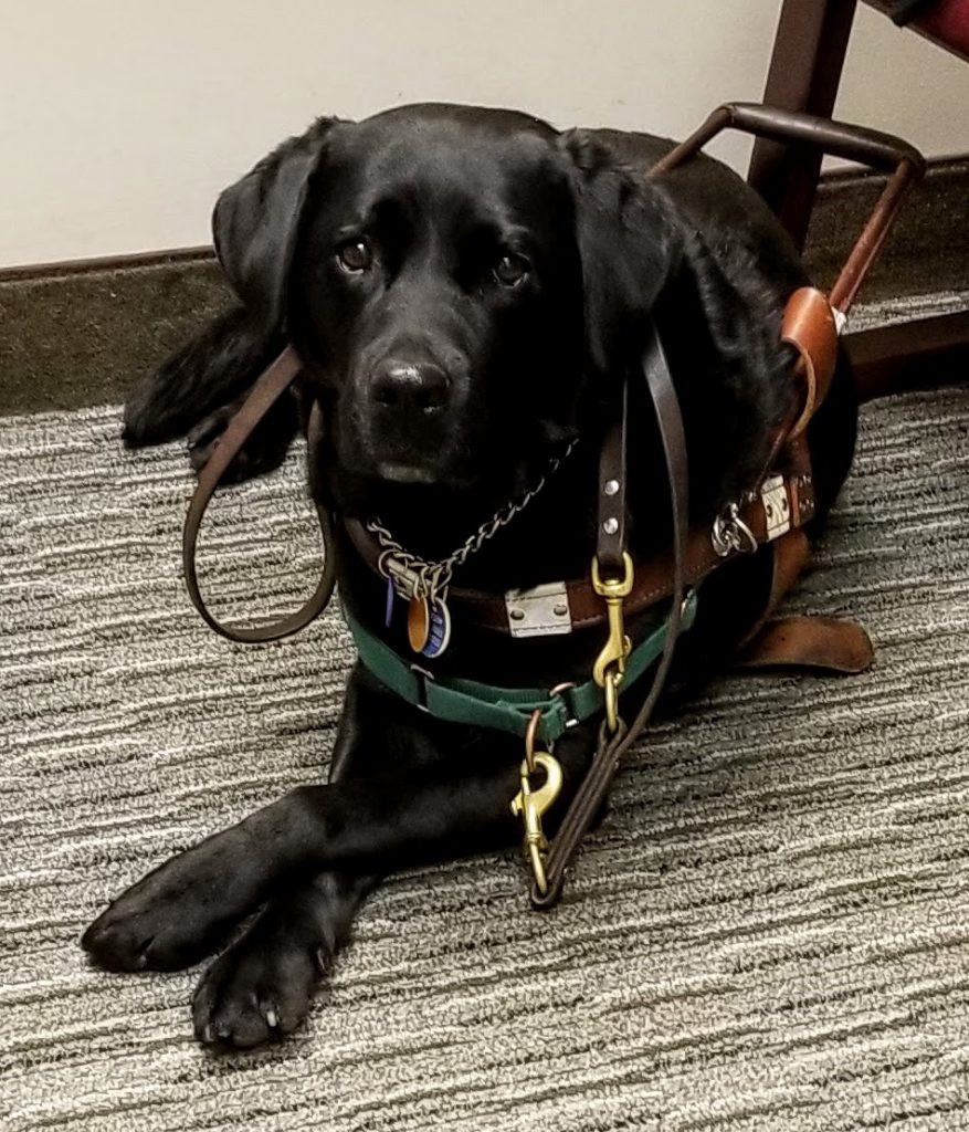 Lexie the black lab guide dog laying down on office carpeting. She is wearing her harness and looking at the camera with her front paws crossed. 