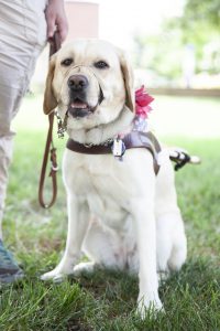 Joyce, a yellow lab with a pink flower on her collar, wears a harness and sits at Jessica's side.